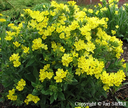 Isoprofeetankukka - profetblomma - Arnebia pulchra